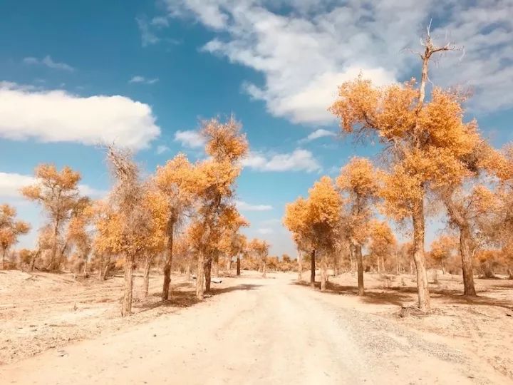 逃离阴雨缠绵的上海，说走就走的3日*疆新**胡杨游你想试试吗？｜附攻略