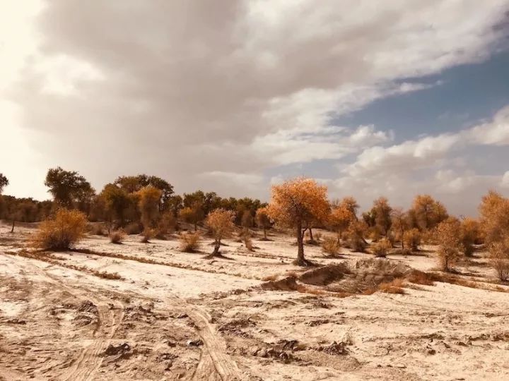 逃离阴雨缠绵的上海，说走就走的3日*疆新**胡杨游你想试试吗？｜附攻略