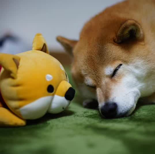 俊介犬舍推荐,俊介犬猫