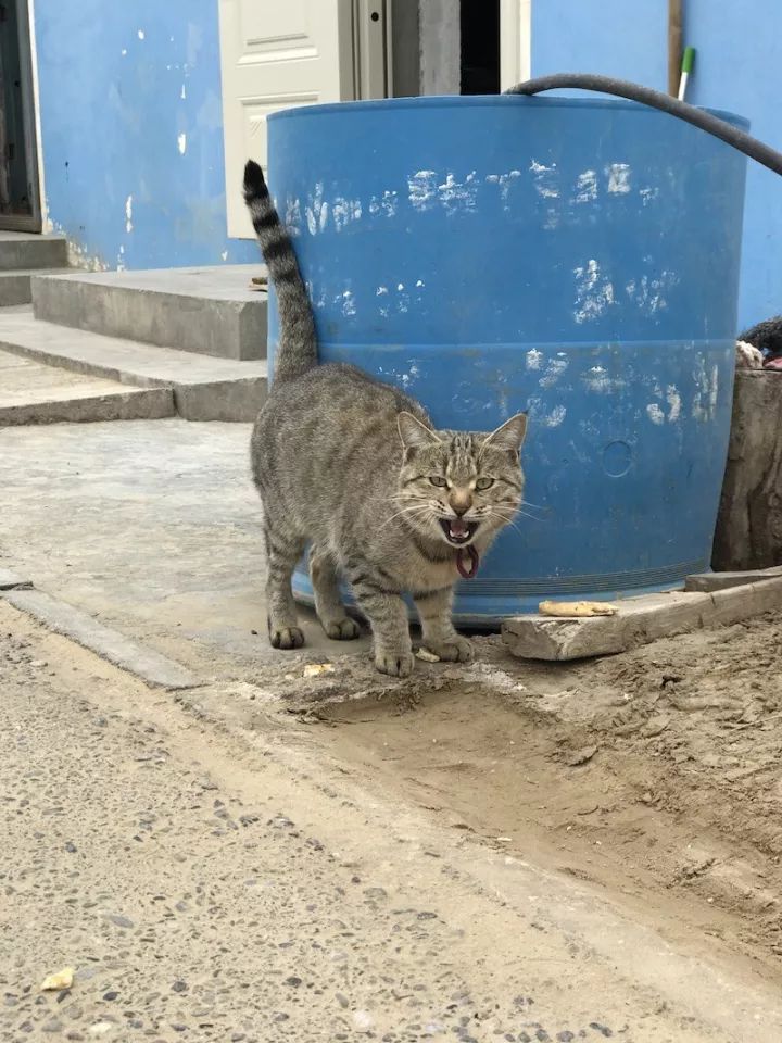 逃离阴雨缠绵的上海，说走就走的3日*疆新**胡杨游你想试试吗？｜附攻略