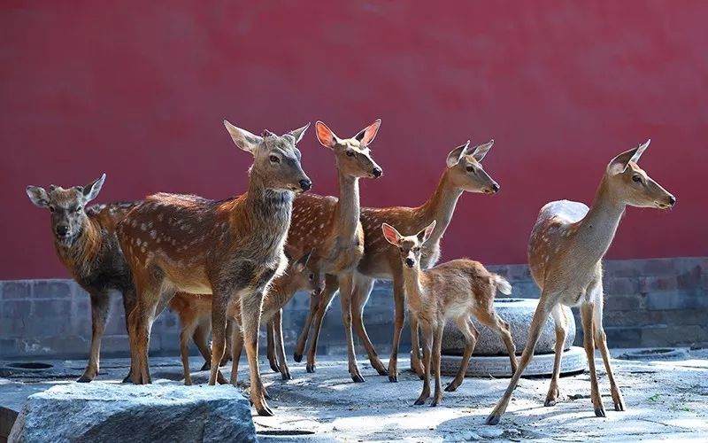 都告诉你们别把故宫挤爆了你们还是挤爆了