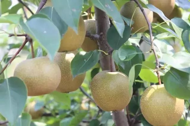 东西湖新型工作农民 (相城区新型工作农民)