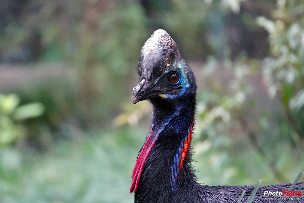 索尼黑卡rx10m4测评,索尼黑卡rx10五代