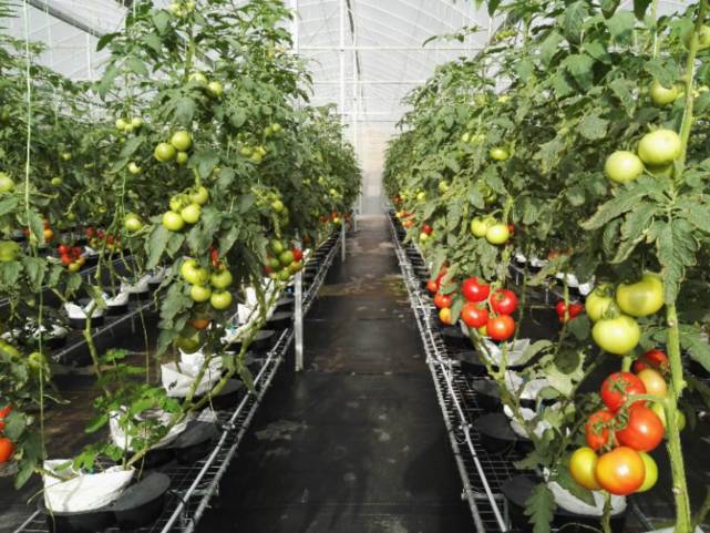 东西湖新型工作农民 (相城区新型工作农民)