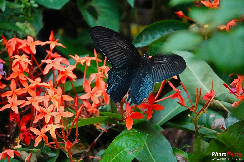 索尼黑卡rx10m4测评,索尼黑卡rx10五代