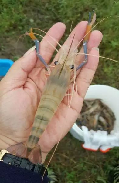 东西湖新型工作农民 (相城区新型工作农民)