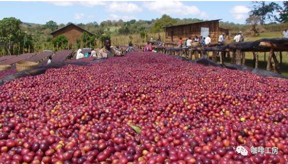 哥斯达黎加咖啡黑蜜,咖啡蜜与普通蜜区别