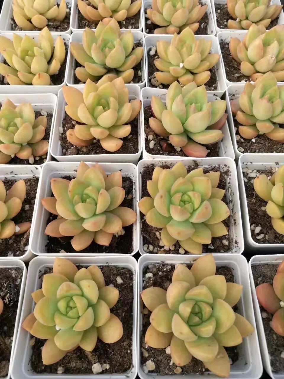 东西湖新型工作农民 (相城区新型工作农民)