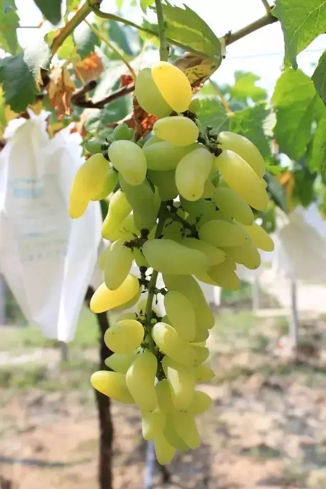 东西湖新型工作农民 (相城区新型工作农民)