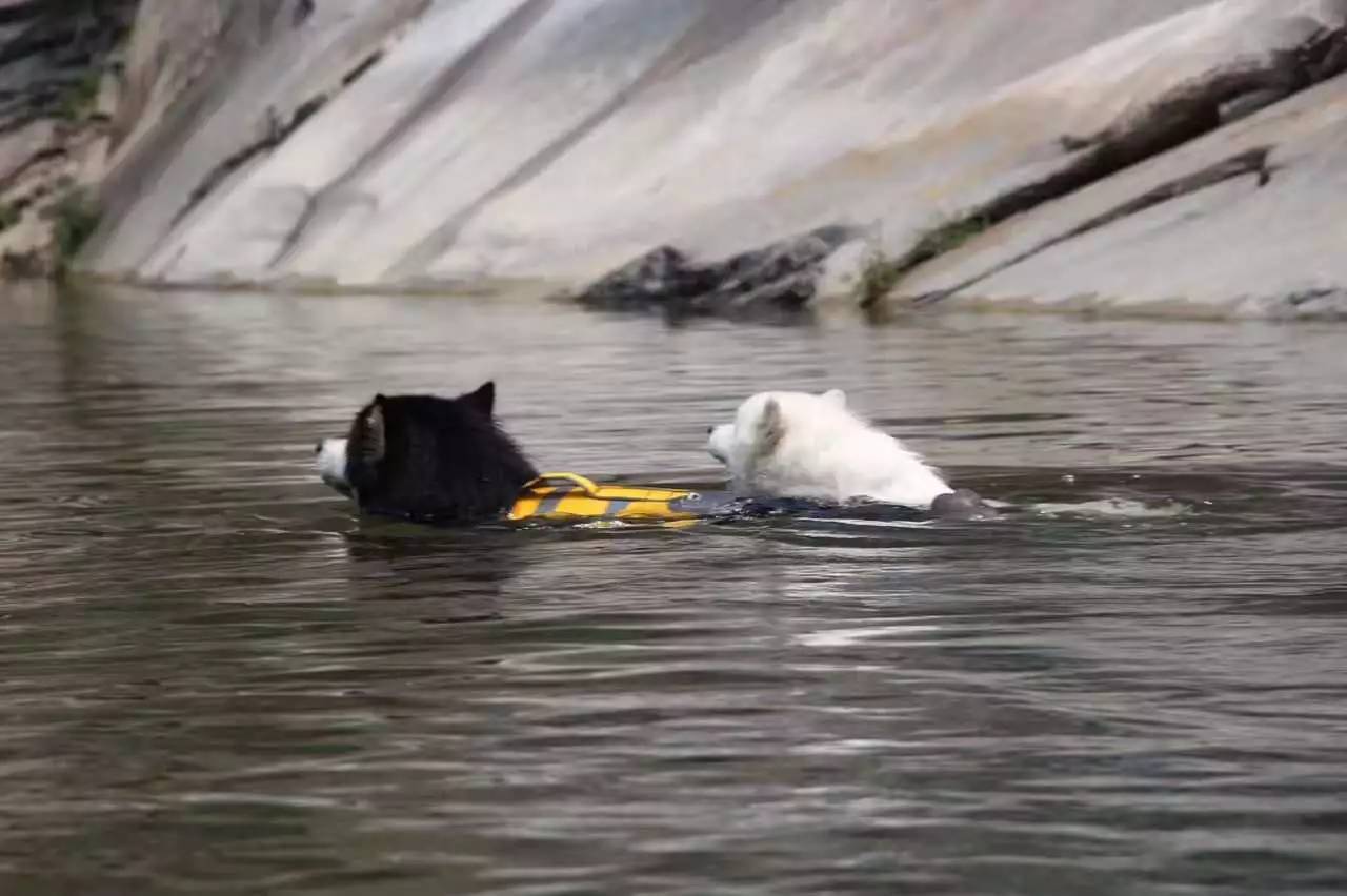 活动回顾｜随欧帝亿遛狗圣地撒花跑，铁锅灶台鱼可劲儿造回顾