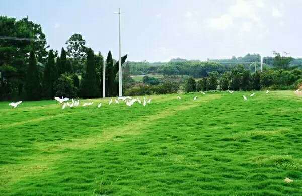美丽乡村建设参观交流学习,参观学习美丽乡村典型经验