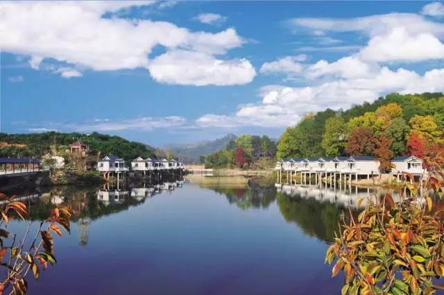 银杏舞，醉深秋｜送您最新赏杏精品自驾游线路！