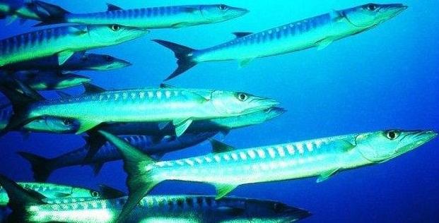 海鱼能人工饲养吗,海鱼可以自己养吗
