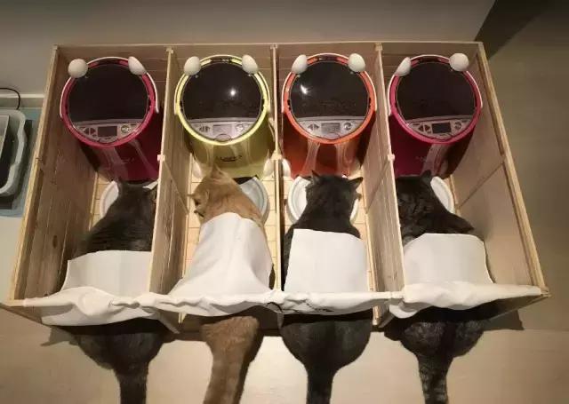 爆笑皮卡丘变形,爆笑皮卡丘韩国