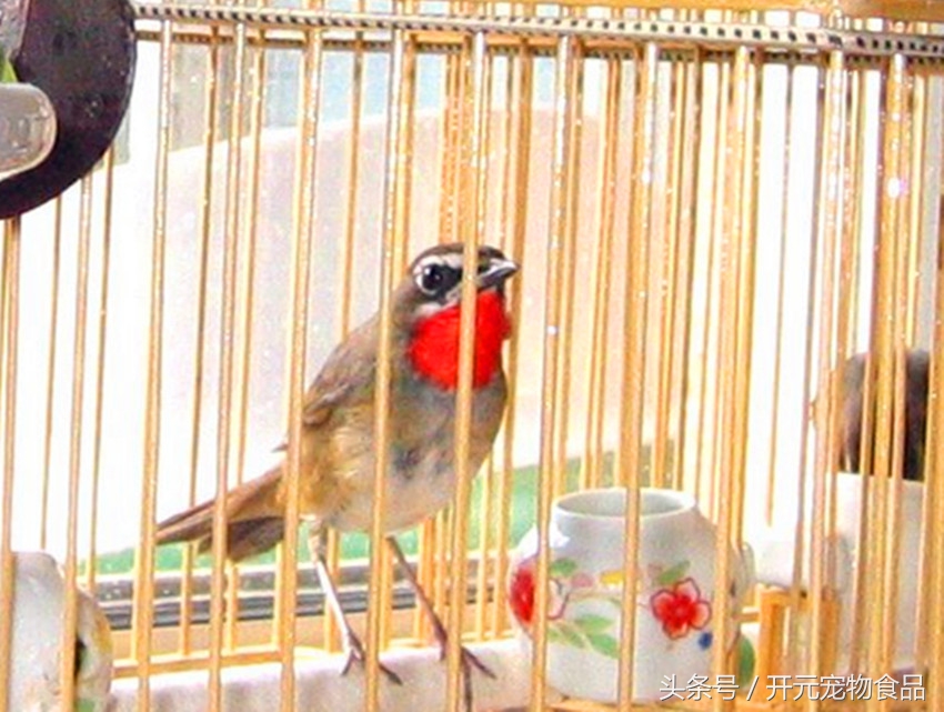 靛颏鸟得病,靛颏鸟喘气怎么回事