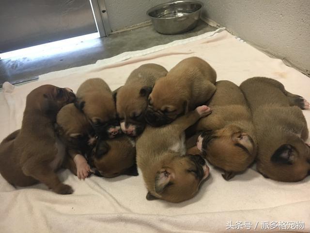 狗妈妈为啥要把它的小狗藏起来,母狗为什么总是把小狗藏起来