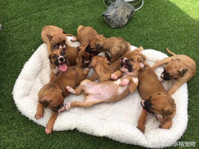 狗妈妈为啥要把它的小狗藏起来,母狗为什么总是把小狗藏起来