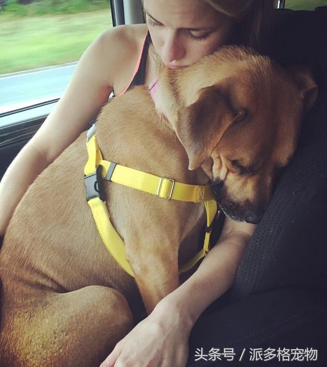 狗妈妈为啥要把它的小狗藏起来,母狗为什么总是把小狗藏起来