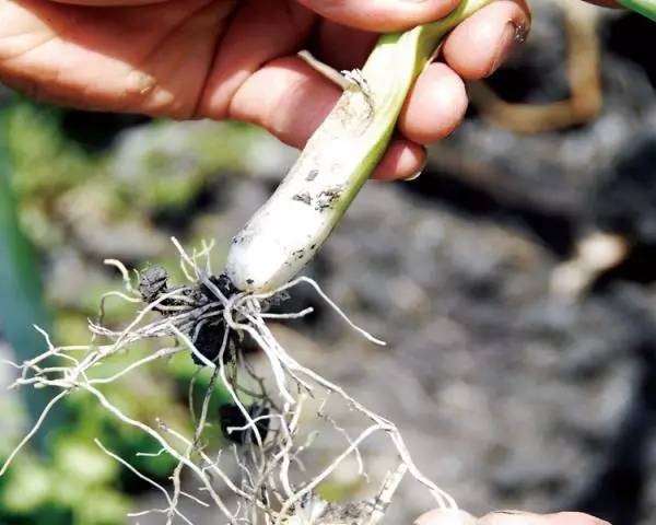 种菜要怎么才种得好,阳台种菜怎么选到好种好苗