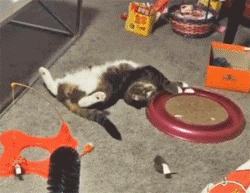 猫咪贴面膜,给猫咪敷面膜