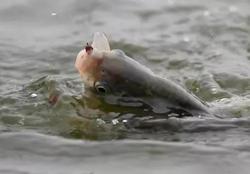 如何遛鱼不跑鱼不断竿,上鱼后如何遛鱼才不会跑鱼