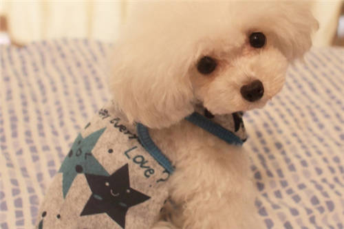 新手养狗须知疫苗,养狗须知