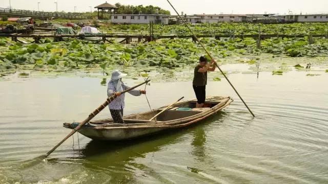 鲜冠阳澄湖大闸蟹,舌尖上的美味大闸蟹