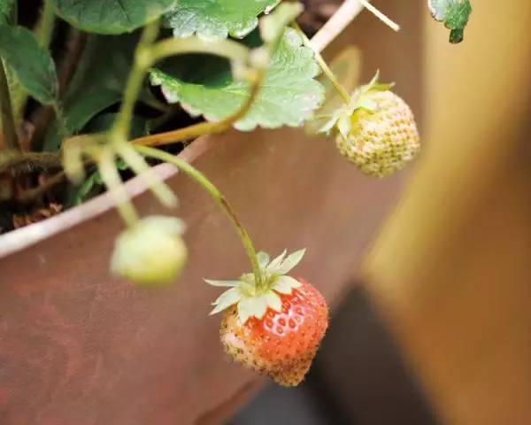 种菜要怎么才种得好,阳台种菜怎么选到好种好苗