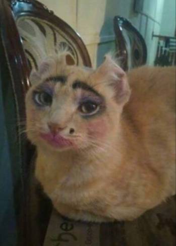 一只全方位无死角美颜的喵，和一只360度无死角的丑猫，对比伤害有多大——简直没眼看了