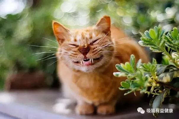 猫咪的笑容,猫咪的笑容都那么萌