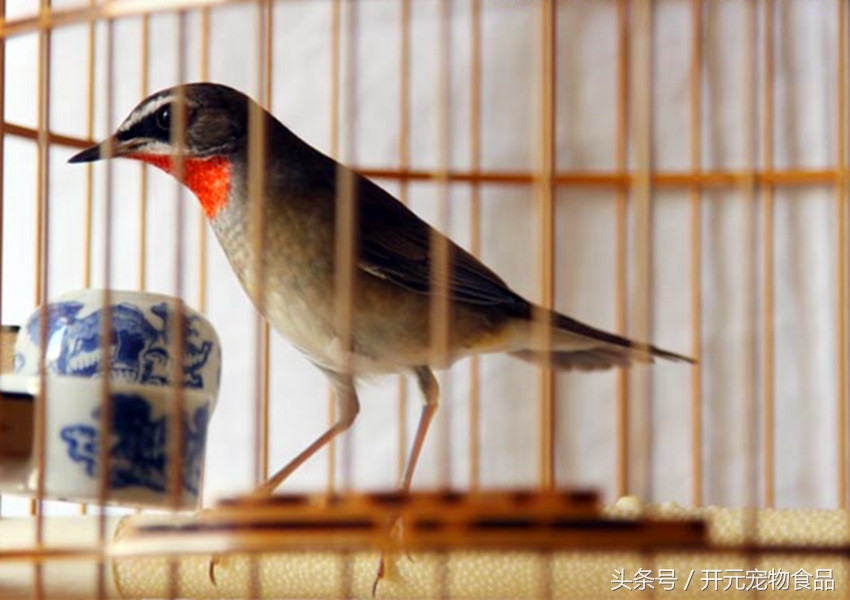 靛颏鸟得病,靛颏鸟喘气怎么回事