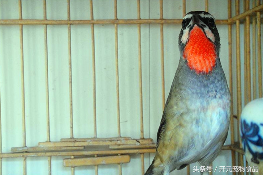 靛颏鸟得病,靛颏鸟喘气怎么回事