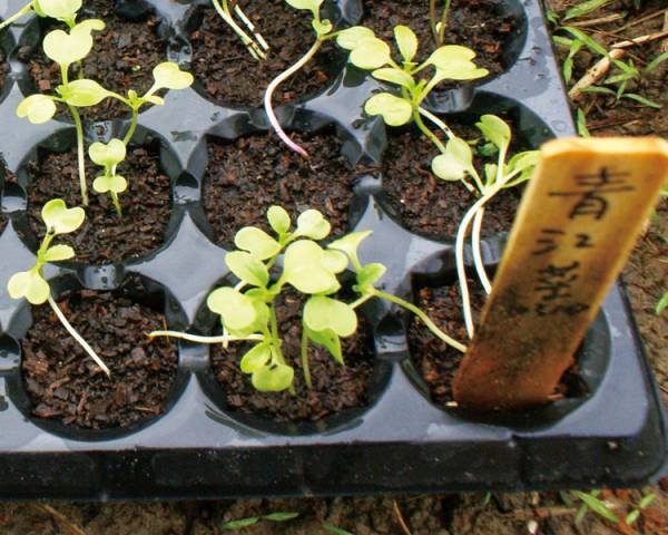 种菜要怎么才种得好,阳台种菜怎么选到好种好苗