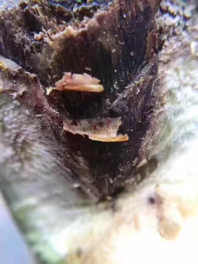 广东茂名电白沉香之乡奇楠直播,沉香五大奇楠产地