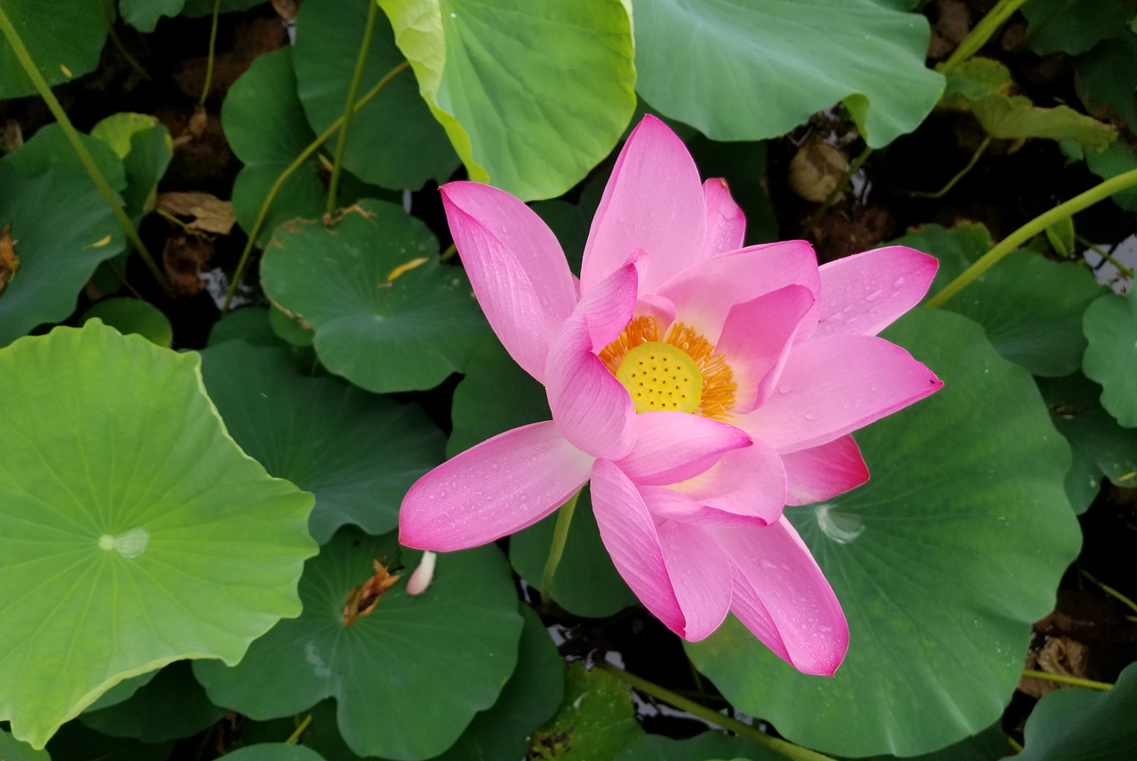 三星galaxys8和三星s8的区别,三星s8+还值得推荐吗