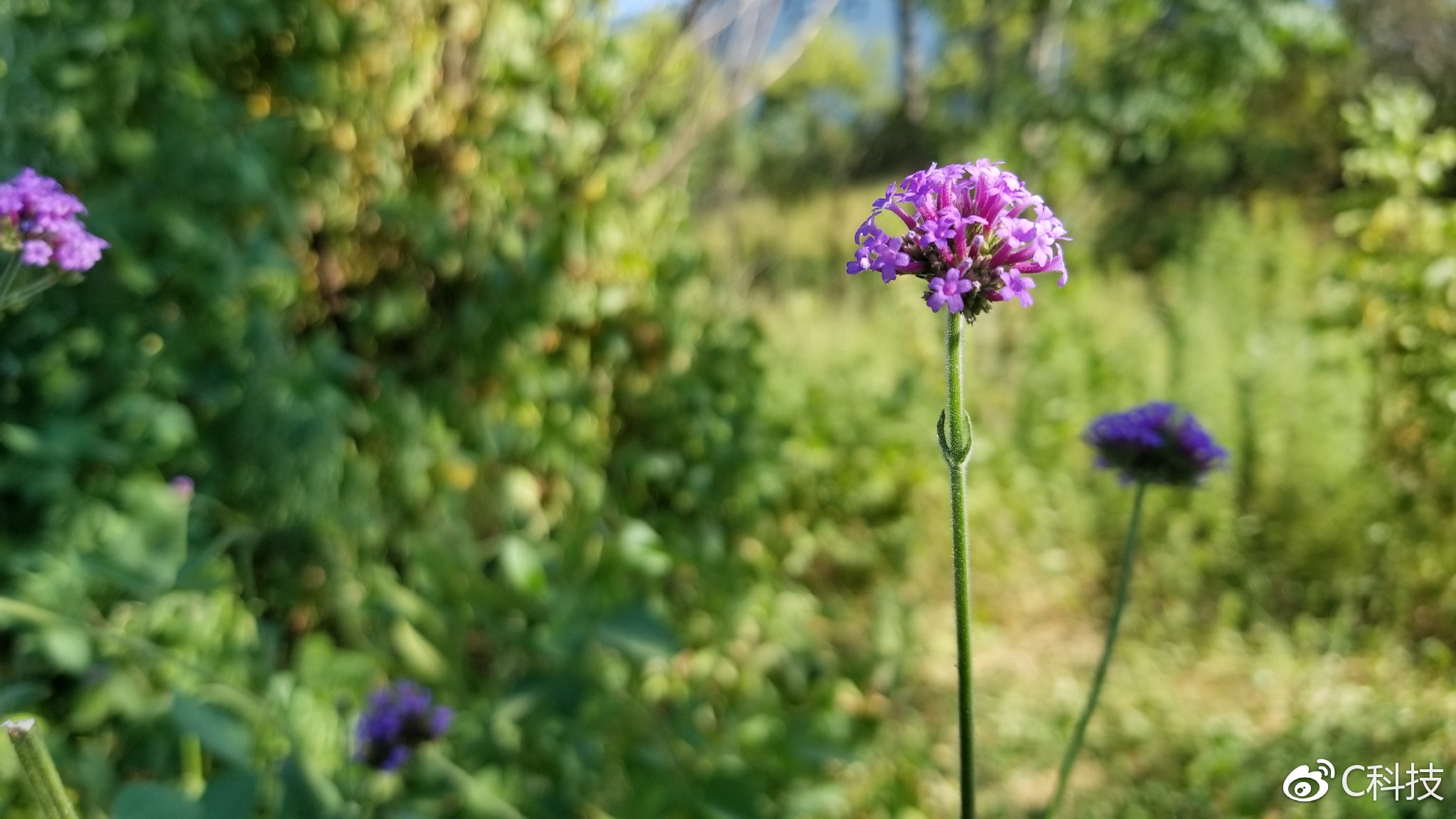 王者之上游戏,王者之上