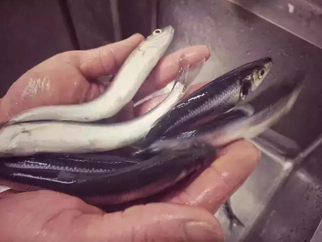 各种海鲜河鲜,河鲜海鲜推荐