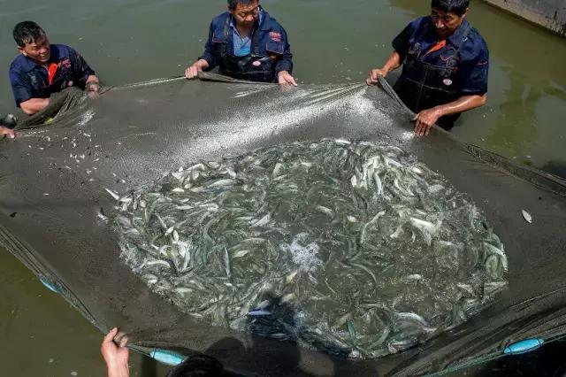 各种海鲜河鲜,河鲜海鲜推荐