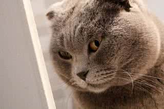 一只全方位无死角美颜的喵，和一只360度无死角的丑猫，对比伤害有多大——简直没眼看了