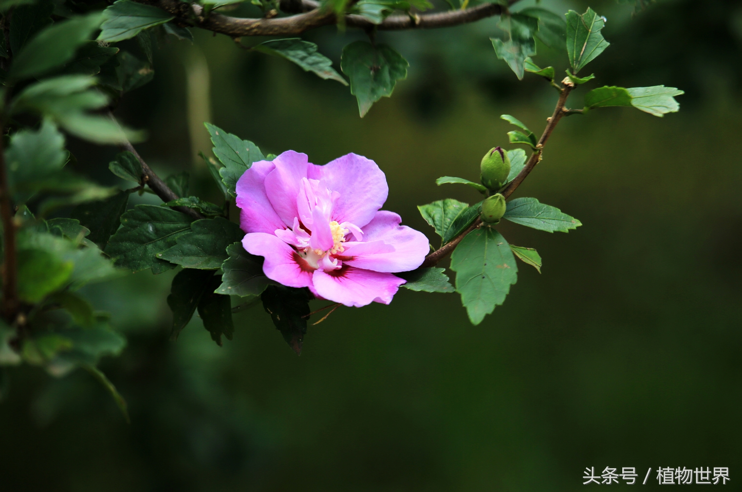 木槿花温柔的坚持,温柔的坚持全集