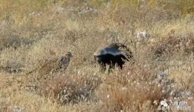 蜜獾敢不敢和老虎单挑,蜜獾为什么敢挑战比它大的动物