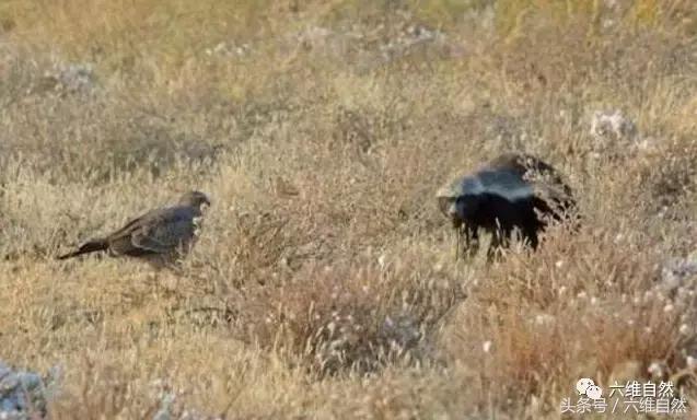 蜜獾敢不敢和老虎单挑,蜜獾为什么敢挑战比它大的动物