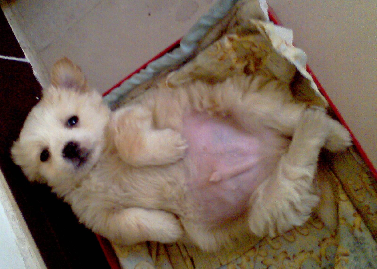 爱犬去世前祭拜视频,爱犬葬礼