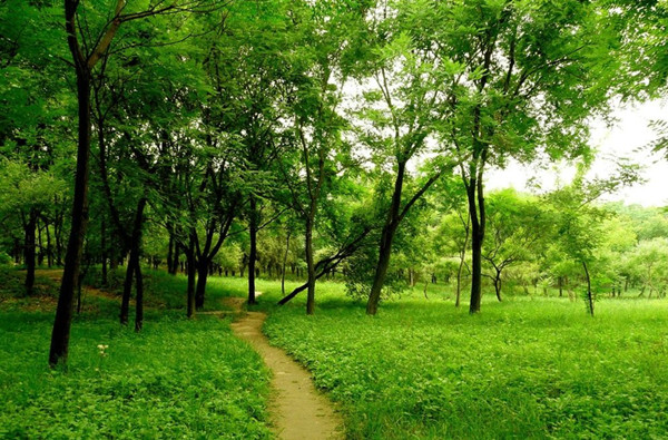 园林绿化养护管理操作规程完整,园林绿地维护与管理教案怎么写