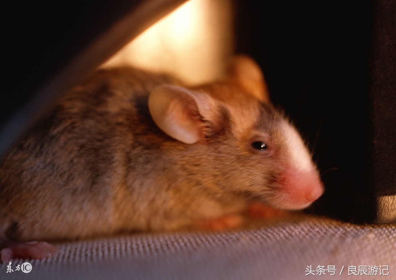 生肖鼠一生好运如何,生肖鼠一生财运怎样