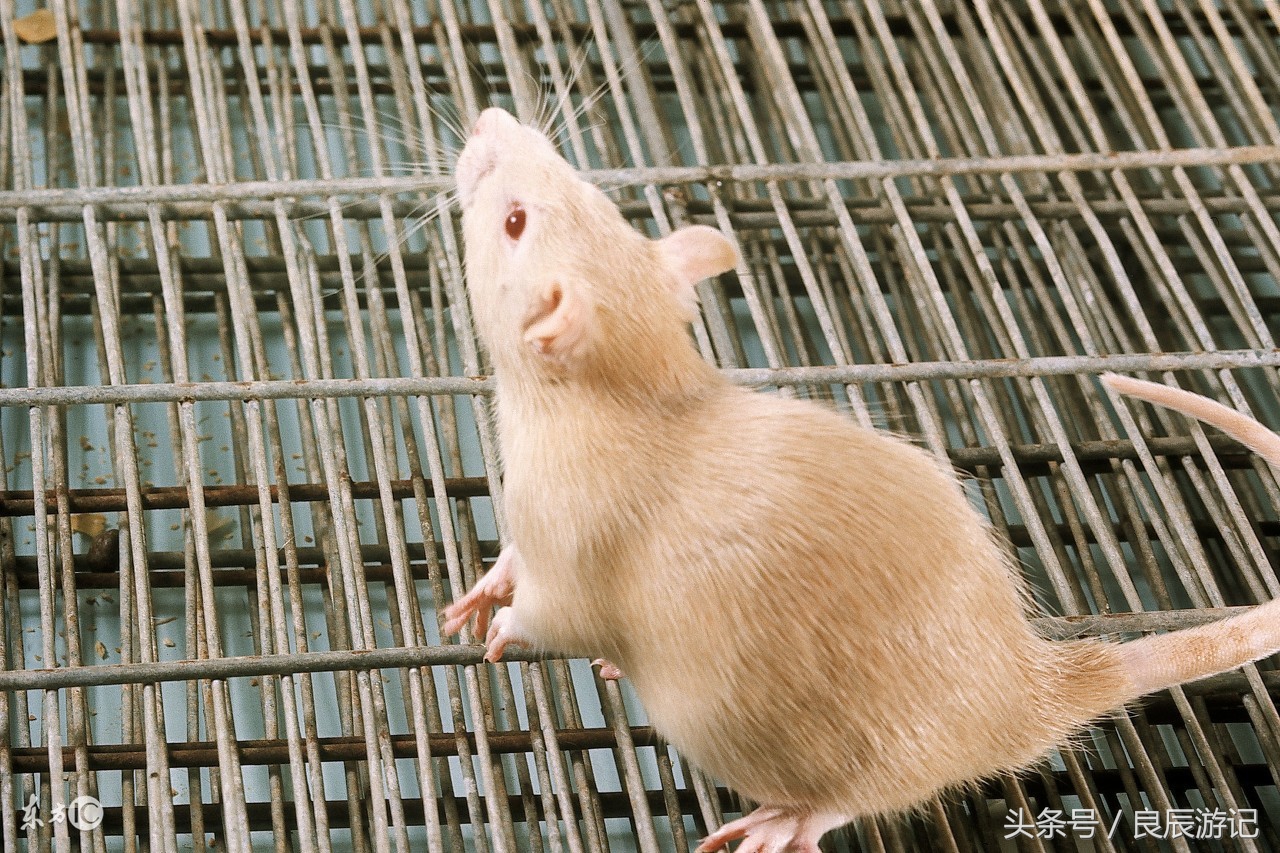 生肖鼠一生好运如何,生肖鼠一生财运怎样