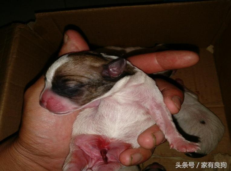 凌晨4点出世的狗宝宝,晚上7点半出生的狗宝宝