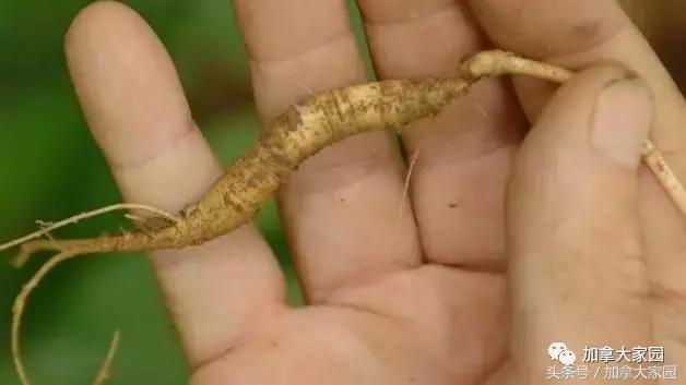 比象牙更珍贵，一根手指细就要5千多元！加拿大的野生西洋参，被盗挖者盯上了！