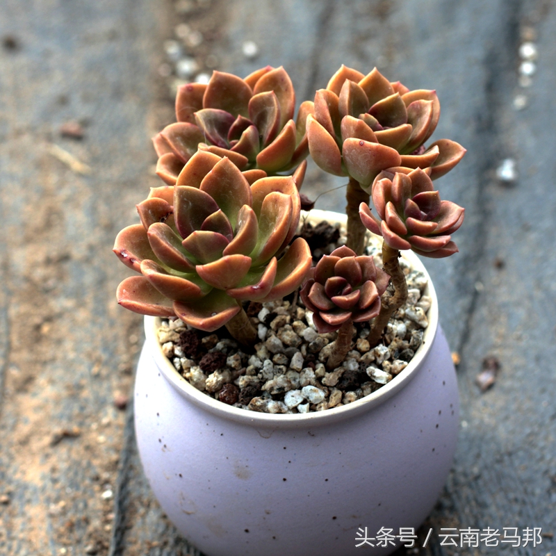 多肉怎么浇水最安全,多肉奇特养法图片