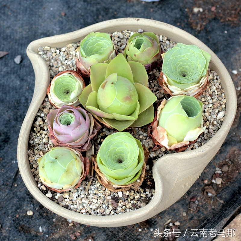 多肉怎么浇水最安全,多肉奇特养法图片